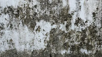 Close view of dark mold patches spreading across a painted wall
