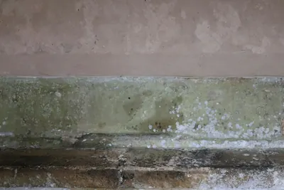 Green and white mold growth along the base of a damp wall